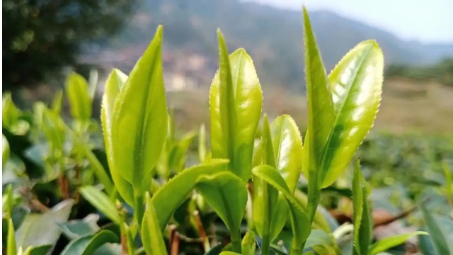 RFID茶叶溯源标签，做好茶喝好茶